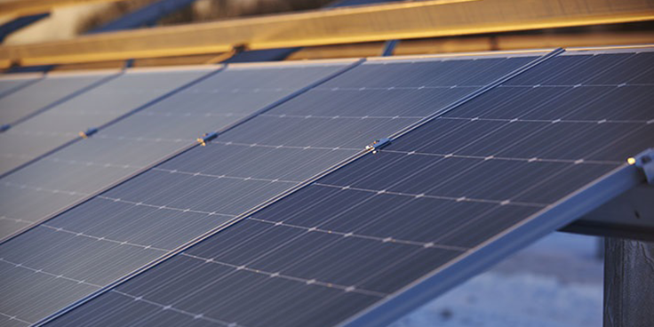sunflowers and solar panels